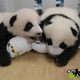 Tam Tam and Wu Wu?